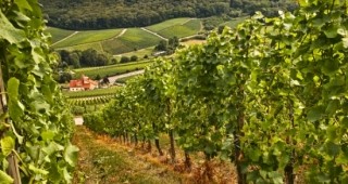 Производители на грозде ще засаждат лозя с европейски средства при ползване на права от националния резерв