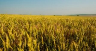 Български и румънските фермери ще дискутират бъдещето на земеделска Добруджа