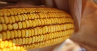 92% от площите с царевица в Търговищко са реколтирани