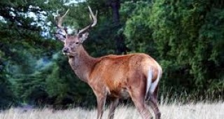 Управителят на дивечовъдния участък към горското стопанство в Сливен е осъден за убит благороден елен