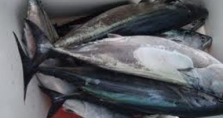 Инспектори на ИАРА Варна са хванали лице, извършващо нерегламентирана продажба на риба