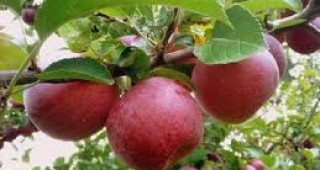 Продължава сертифицирането на пресни плодове и зеленчуци, произведени в България