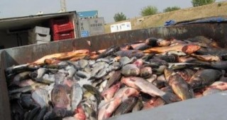 Хванаха на Дунав мост румънски гражданин, превозващ незаконно близо два тона риба