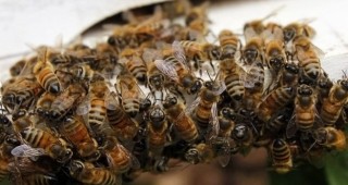 Мистериозен син мед произведоха френски пчели