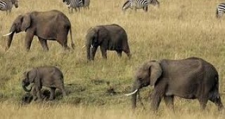 Слоновете използват звуци за координирана дейност