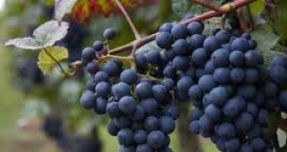 Близо 70% от гроздето в Пазарджишка област е прибрано
