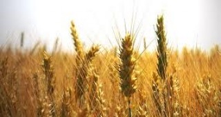 Владимир Путин: Русия ще бъде обезпечена със зърно