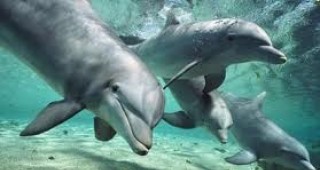 В Украйна подготвят делфини за военни цели