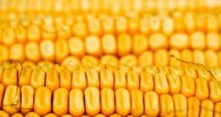 Измама за над 600 хил. лв. при покупко-продажба на царевица разкри полицията