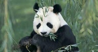 Ранните хора в Северозападен Китай са използвали пандите за храна