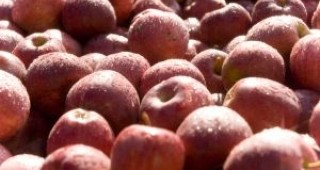 Най- много ябълки и сливи са прибрани в община Кюстендил