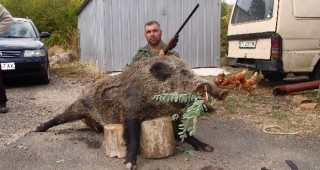 Отстреляха 200-килограмово диво прасе край боляровското село Крайново