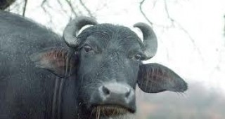 Една от най-големите ферми за биволи в страната, край силистренското село Ситово, е в бедствено положение