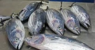 Инспектори на ИАРА Варна са извършили проверки за нерегламентирана продажба на риба