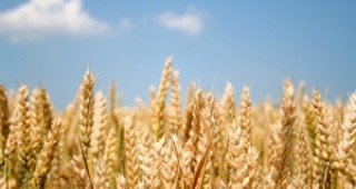 НАЗ предвижда зърнена криза през 2013 г.