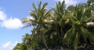 Палмите в Мадагаскар са застрашени от изчезване заради засилената сеч