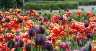 Засадени са над 80% от пролетните цветя в Ботаническата градина в Балчик
