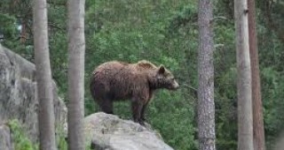 Мониторинг на кафявата мечка започва в родопската част на Пазарджишко