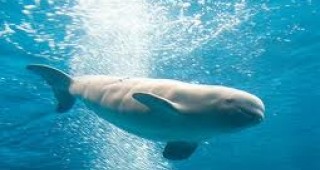 Китовете издават звуци подобни на човешките