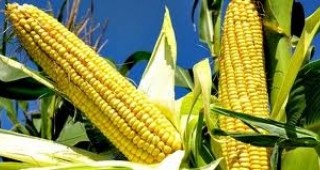 Около 220 кг/дка е средният добив от царевица в Преславско