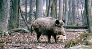 Има голяма опасност и месото от дивите животни в Ловешка област да съдържа афлатоксин