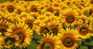 В област Велико Търново приключи събирането на реколтата от слънчоглед