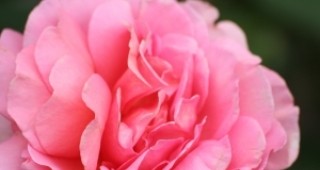 Изкупната цена на килограм цвят от маслодайна роза, отглеждана по биологичен начин, достигна 3 лева