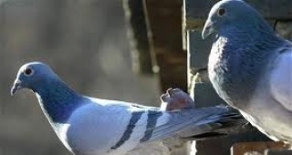 Ловеч ще е домакин на Националната изложба на гълъбовъдите и природолюбителите