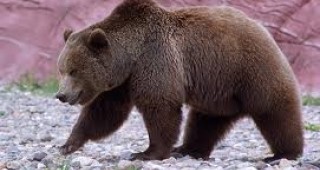 Отпада минималната ловна квота от 3% за кафявите мечки у нас
