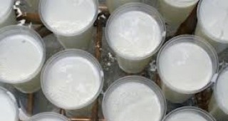 В област Ловеч ще бъдат унищожени 610 литра мляко заради наличие на афлатоксин