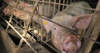 ДФЗ започва да изплаща помощи на свиневъди и птицевъди