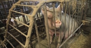 Традиционните помещения за бременни свине ще бъдат забранени от 1 януари 2013 г.