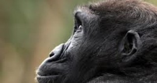 Една от най-старите горили в света навърши 55 години