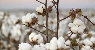 ДФЗ изплати близо 100 хил. лева на земеделски производители за отглеждане на памук