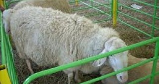 България участва в Международно изложение на овцевъдите в Букурещ
