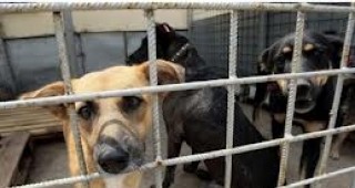 В София започна работа първият приют от отворен тип с капацитет 1000 кучета