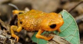 В Бразилия откриха нов вид жаби