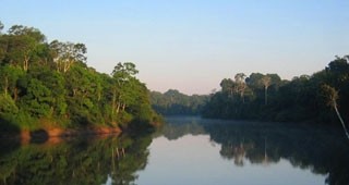 До 2100 година 60% от амазонските гори могат да изчезнат