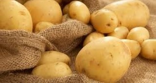 Инспектори към БАБХ недопуснаха внос на 40 тона картофи от Полша