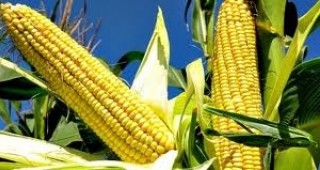 Общото производство на царевица за зърно възлиза на 1,64 млн. тона