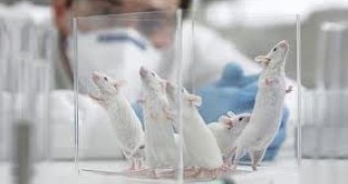 Мишки могат да откриват наркотици и експлозиви