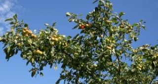 Няма опасност от измръзване на овощните дървета в Кюстендилско