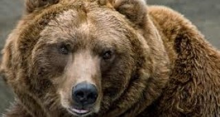 Правителството забрани лова на кафяви мечки