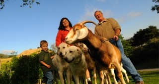 Калифорнийска компания наема кози за разчистване на лесно запалима растителност