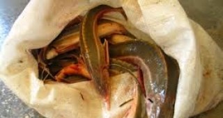 Съставен е акт на търговски обект във Видинско за незаконна продажба на есетрови риби