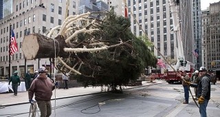 Инсталираха 80-годишна елха пред Рокфелер център в Ню Йork