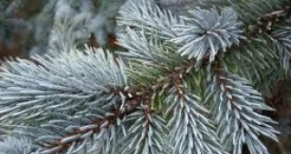 Държавно ловно стопанство Дикчан - Сатовча ще осигури на пазара живи коледни дръвчета