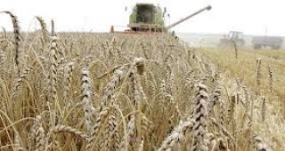 Зърнопроизводителите от Бургаски регион оценяват изминаващата земеделска година като успешна