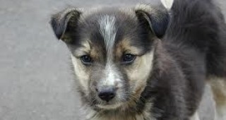 От началото на юли досега в София са изхвърлени над 300 малки кученца