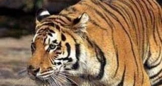 1 г. изправителен труд за убийство на тигър